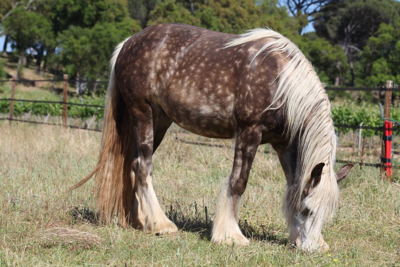 Cadou du Petit Verger