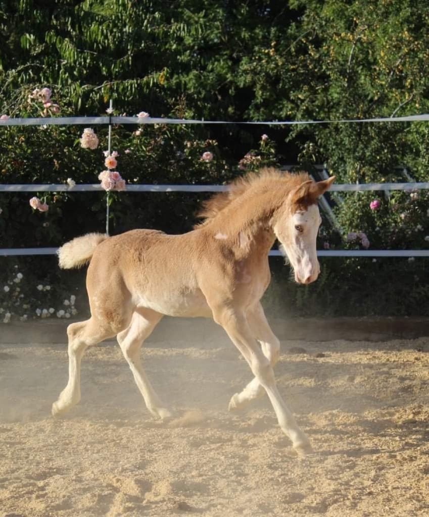 Kiline, femelle 2019 alezan sabino, Fino x Lilou (OI)
