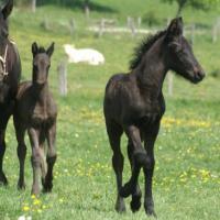 Silke, Bali et Bluet