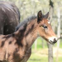 Garus du Petit Verger