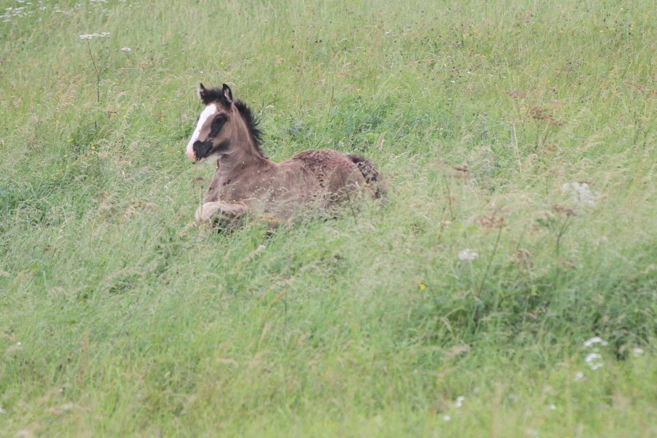 Gala du Petit Verger