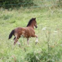Garus du Petit Verger
