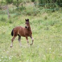 Garus du Petit Verger