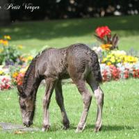 Gamay du Petit Verger