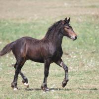 Garus du Petit Verger