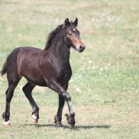 Garus du Petit Verger