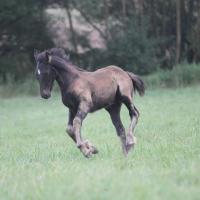 Gamay du Petit verger