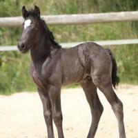 Elton du Petit Verger, gypsian