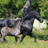 101535825 313185386342588 4656271197753835520 n