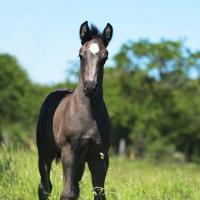 101566856 3258559297528576 6968848887486349312 n