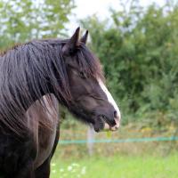 Ciloé du Petit Verger
