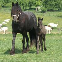 Silke, jument frisonne