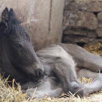 Czar du Petit Verger