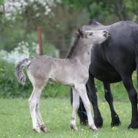 Danko du Petit Verger, poulain gypsian 2013