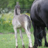 Danko du Petit Verger, poulain gypsian 2013