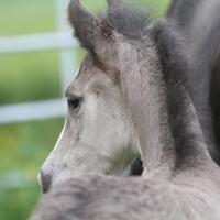 Danko du Petit Verger, poulain gypsian 2013