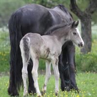 Danko du Petit Verger, poulain gypsian 2013