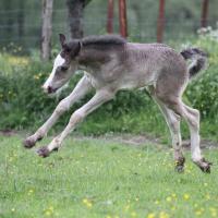 Danko du Petit Verger, poulain gypsian 2013