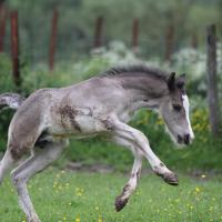 Danko du Petit Verger, poulain gypsian 2013
