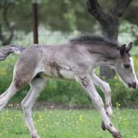 Danko du Petit Verger, poulain gypsian 2013