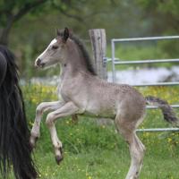 Danko du Petit Verger, poulain gypsian 2013