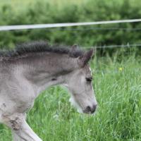 Danko du Petit Verger, poulain gypsian 2013