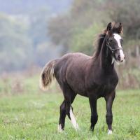 Danko du Petit Verger, poulain gypsian 2013