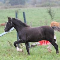 Danko du Petit Verger, poulain gypsian 2013