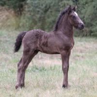 Elton du Petit Verger, gypsian