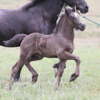 Elton du Petit Verger, gypsian