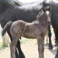 Elton du Petit Verger