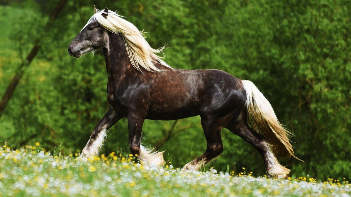 Fino du petit verger gypsian