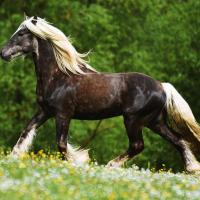 31944896 2152533581647251 5683374186634936320 n