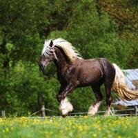 Fino du Petit Verger