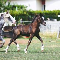 69544318 376335573040105 8274429159179026432 n 1