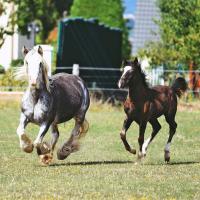 69550329 2413018495615892 5650556560569532416 n