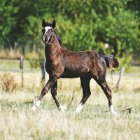 70244583 390986434894788 2142407069670572032 n