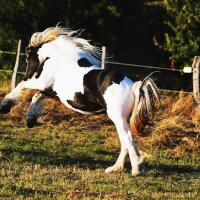 70708895 1066703000387562 8162436057279758336 n