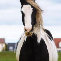 89263778 2437034466607986 8633533724144697344 n