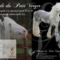 Affiche saillie 2017 v3