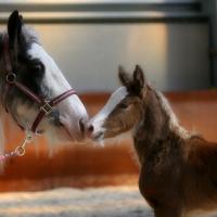 Pepsi, jument irish cob