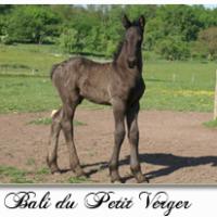 Bali du Petit Verger