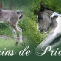 Banniere poulain de pride 2