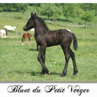Bluet du Petit Verger