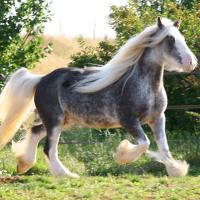 Pepsi, jument irish cob