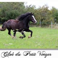 Ciloe du Petit Verger