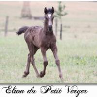 Elton du Petit Verger