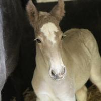 Fino du Petit Verger