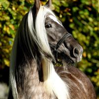 Fino du petit verger gypsians 2