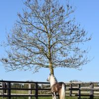 Fino du petit verger gypsians 3